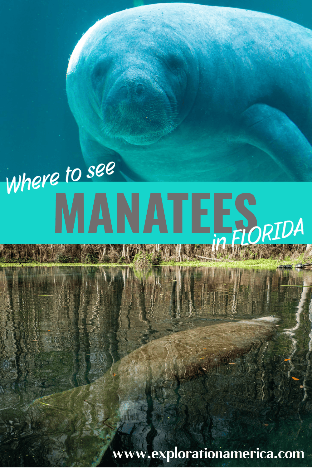 Where Can I See Manatees In Florida Now At John Moses Blog Manatees In Florida 