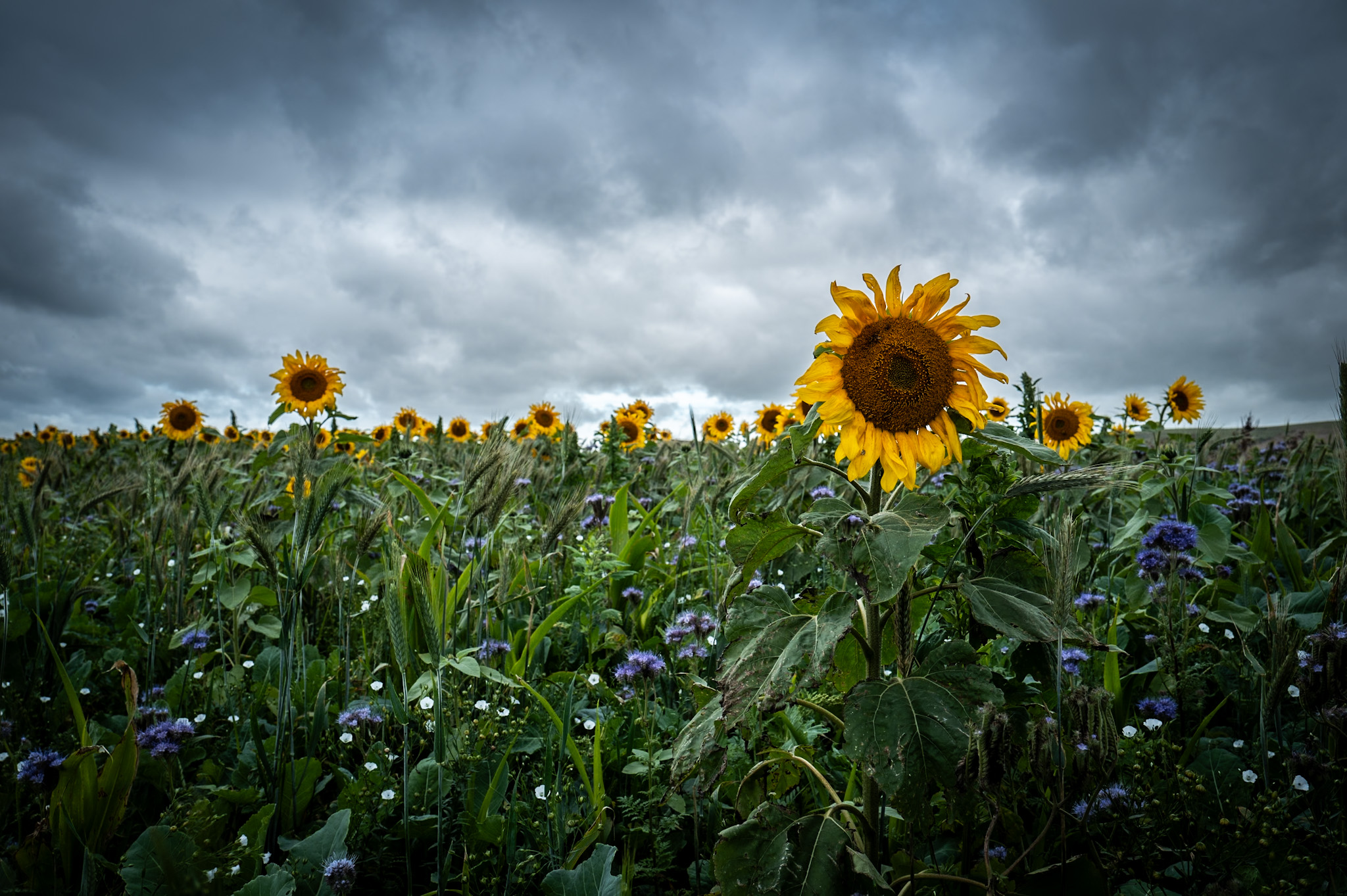 A slightly overcast sky can be seen from a ground-level view in a field of sunflowers