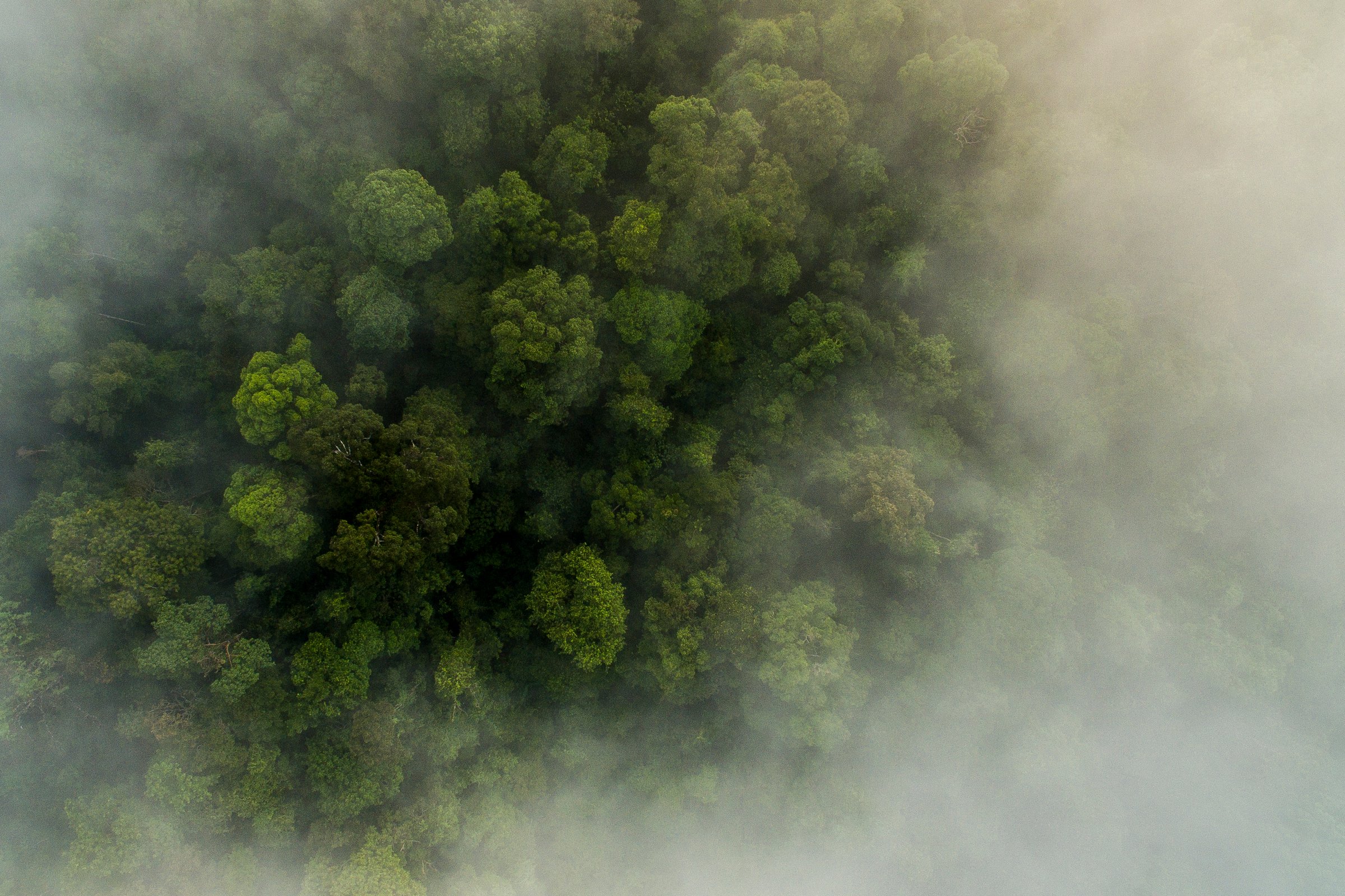 Forests Wwf - Best City Wallpapers in Desktop