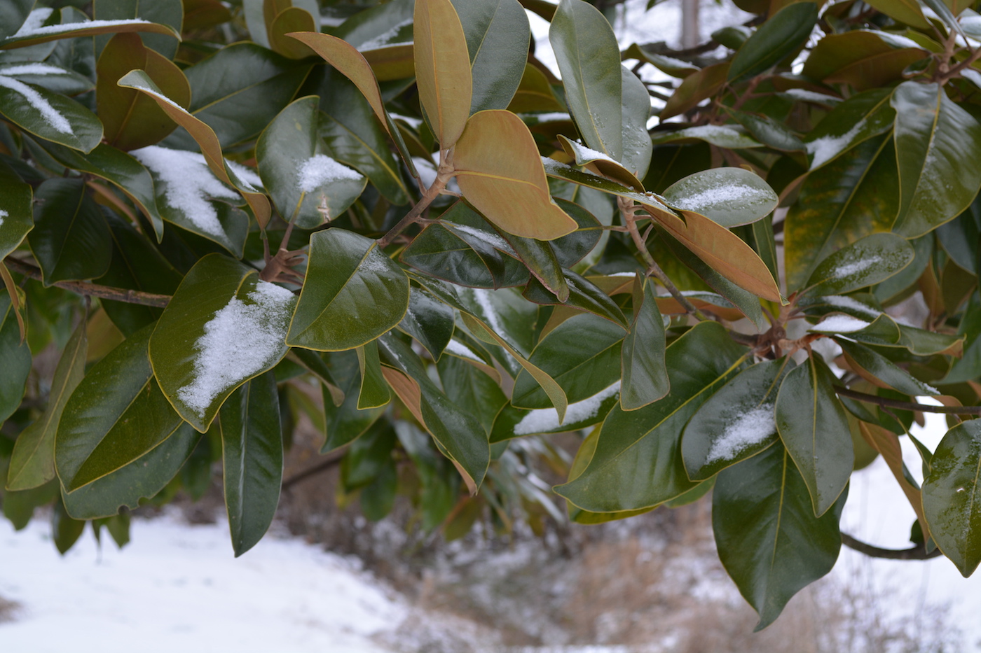 Magnolia tree leaves covered in snow.