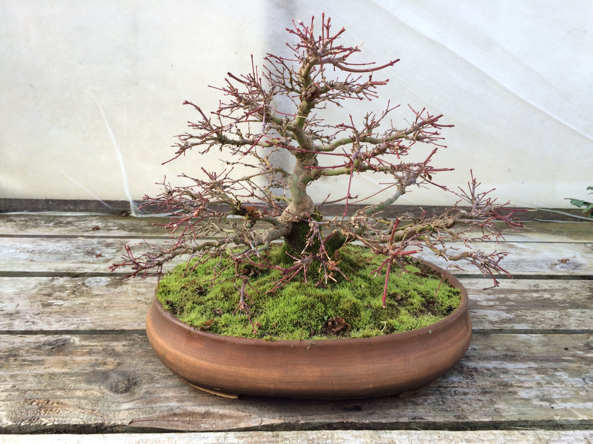 Interview with Mr. Danny Use, owner of Ginkgo Bonsai Center, Belgium