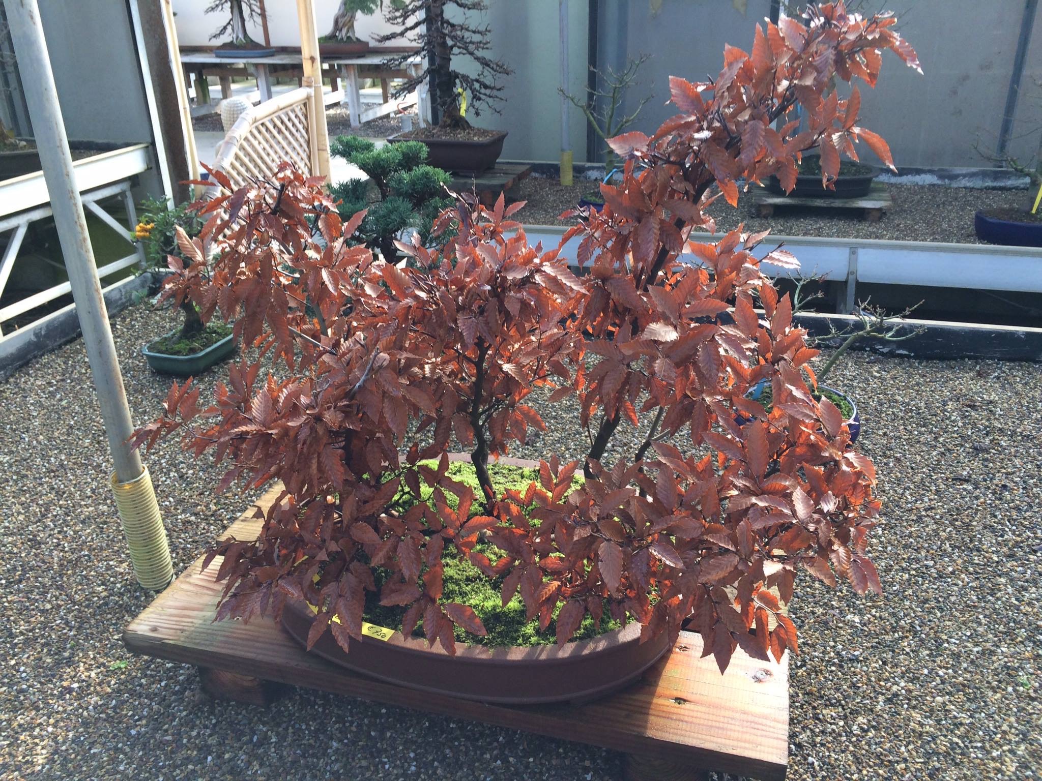 sasuke bonsai scissors Bonsai Wakashishi Scissors Shirogami 195mm (7.7")  SharpEdge