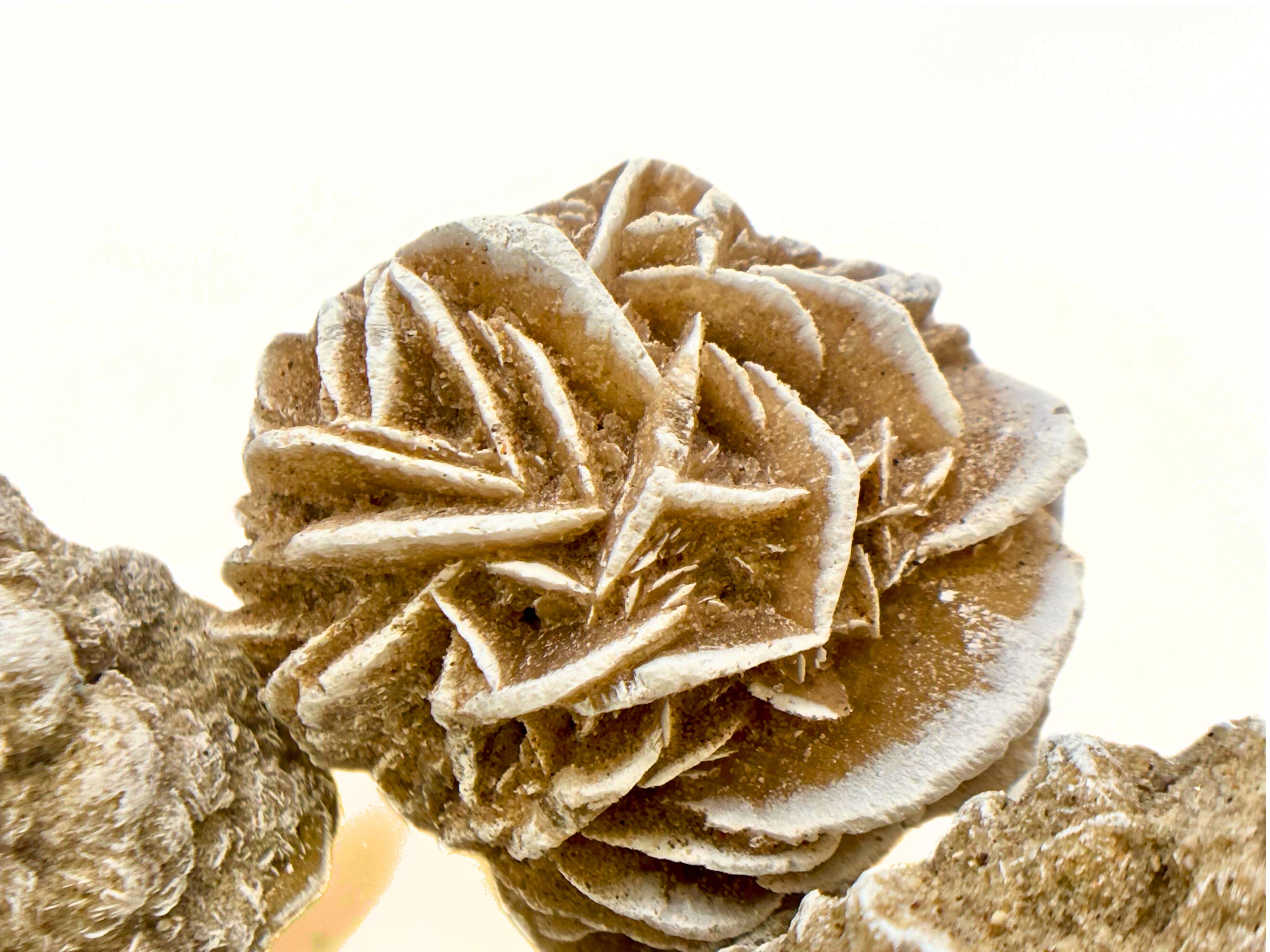 Earth Science | Geology | Desert Rose Crystal Specimen | GeoKidz