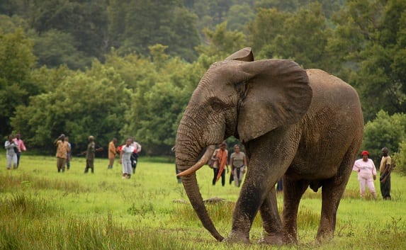 3 DAYS MOLE NATIONAL PARK WILDLIFE ROUND TRIP
