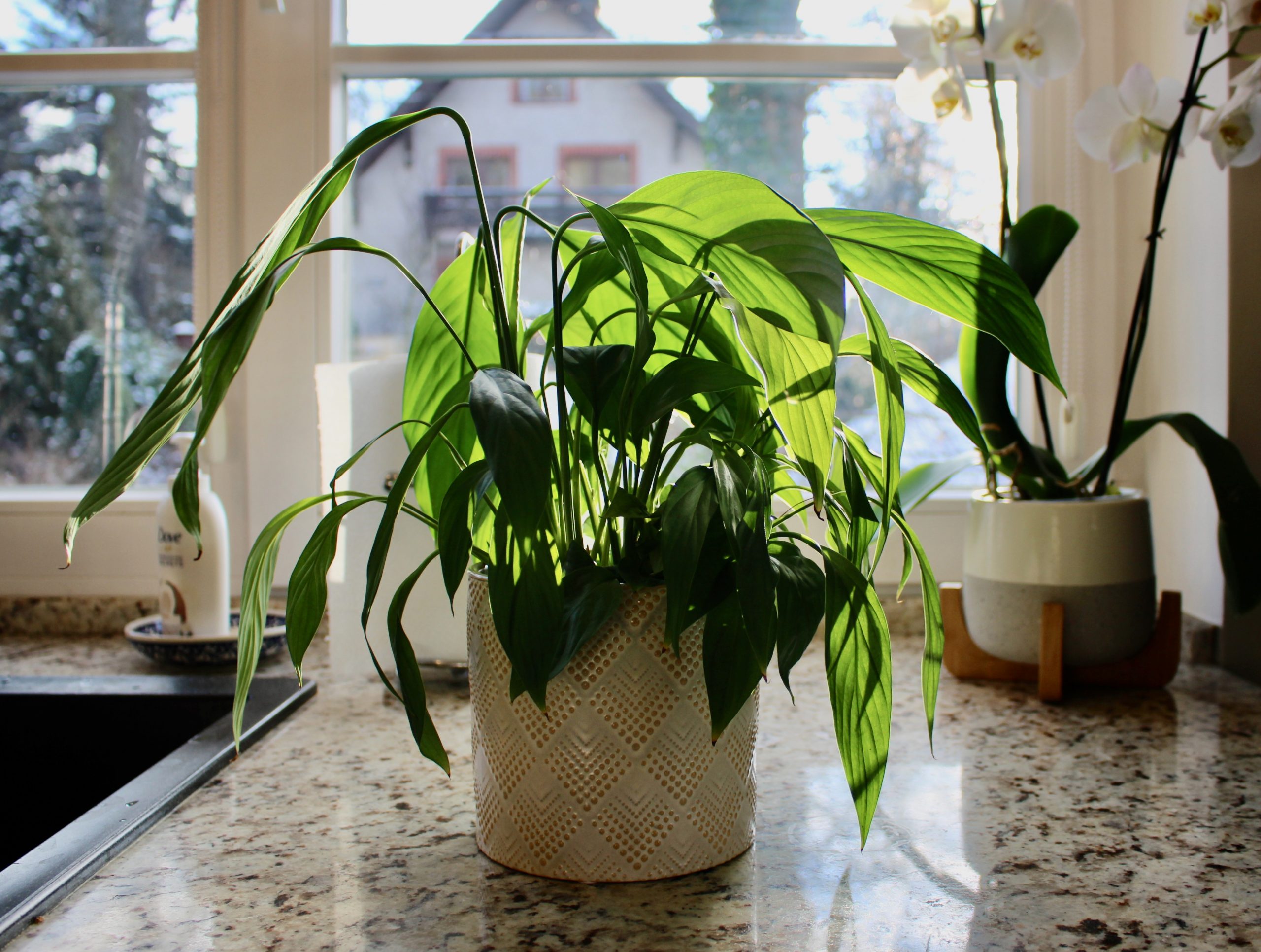 buy philodendron mayoi Philodendron mayoi – Rare Sculptural Philodendron main image 1