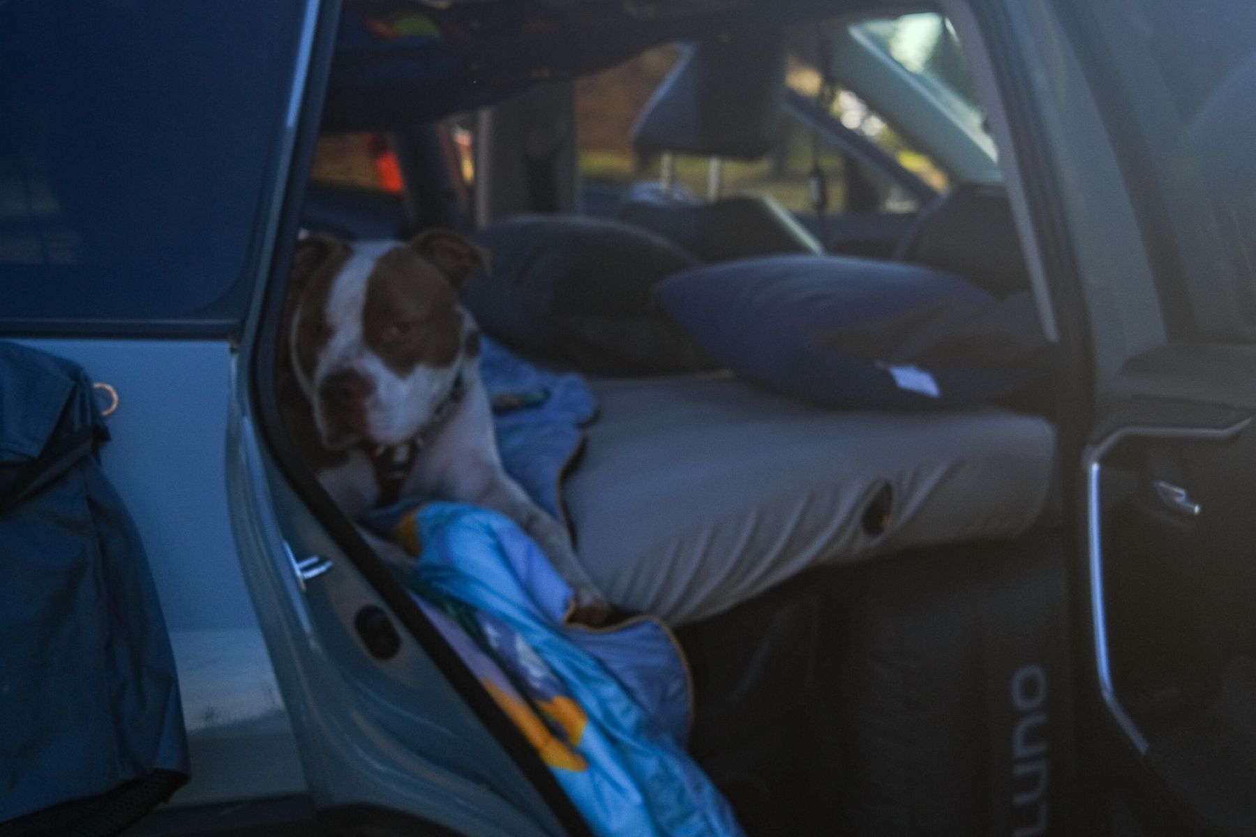Dog sleeping in a car for car camping