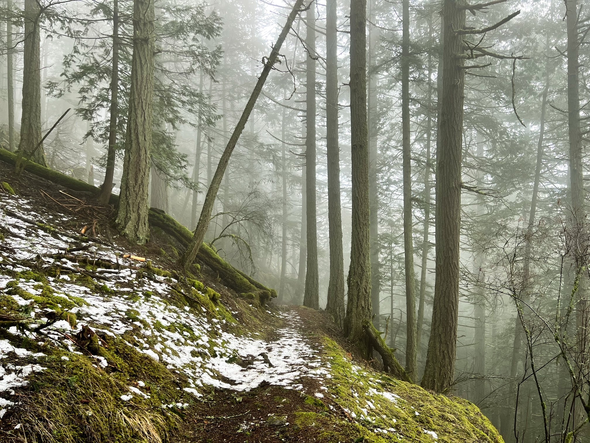 Switchbacks on Mount Constitution Trail on San Juan Islands