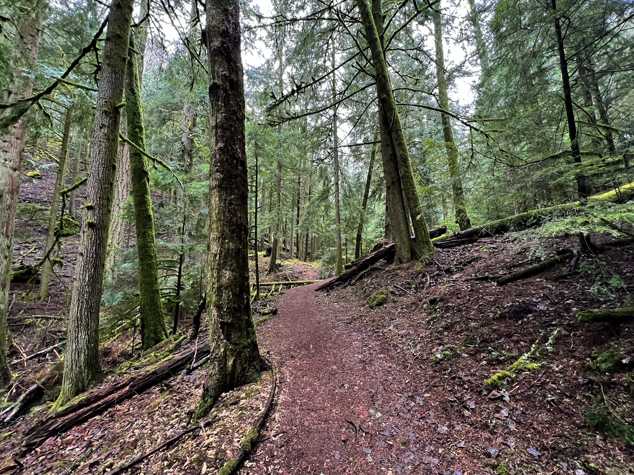 Trail towards Twin Lakes on Mount Constitution Trail
