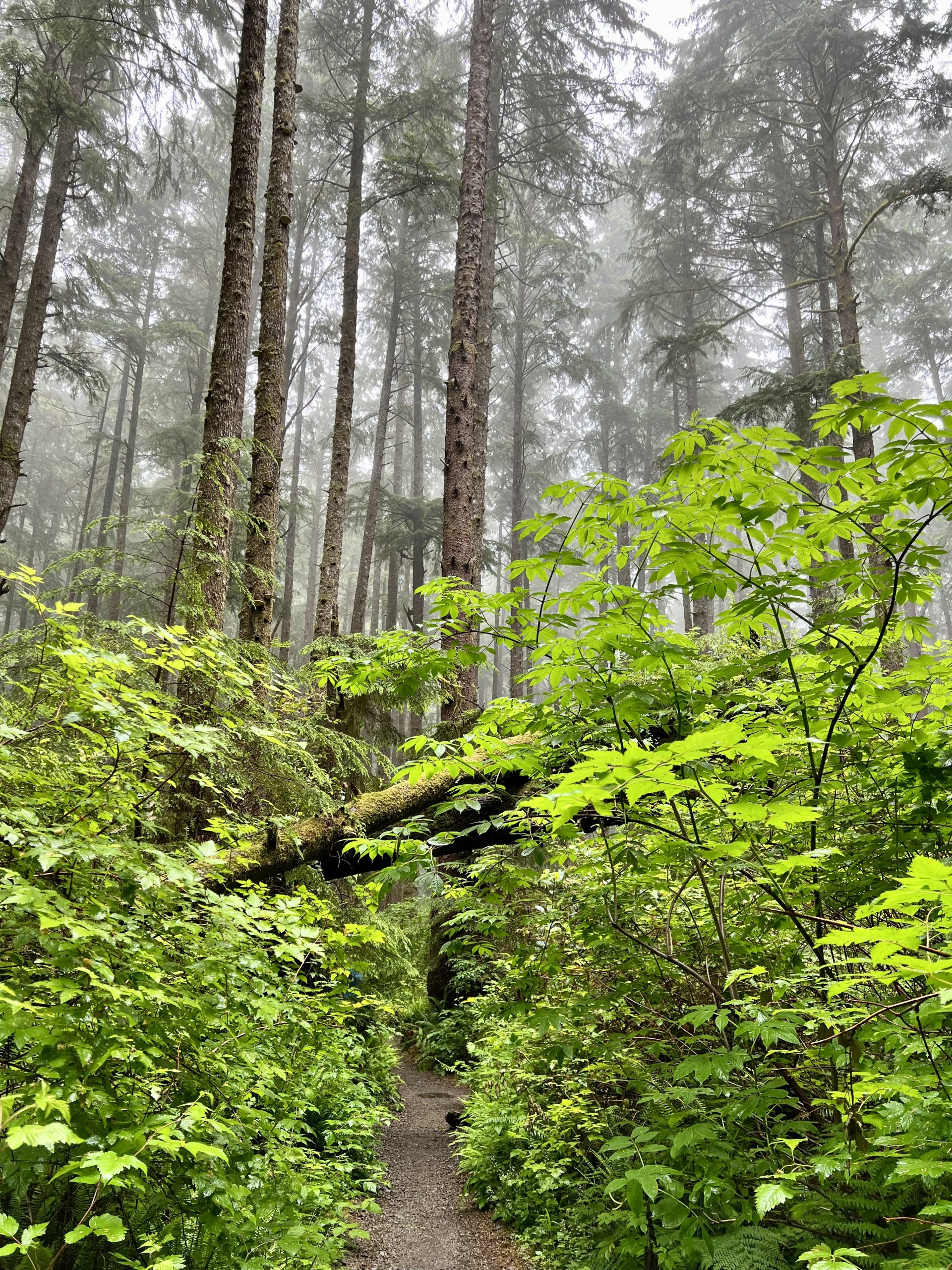 Beginning of the Toleak Point Trail