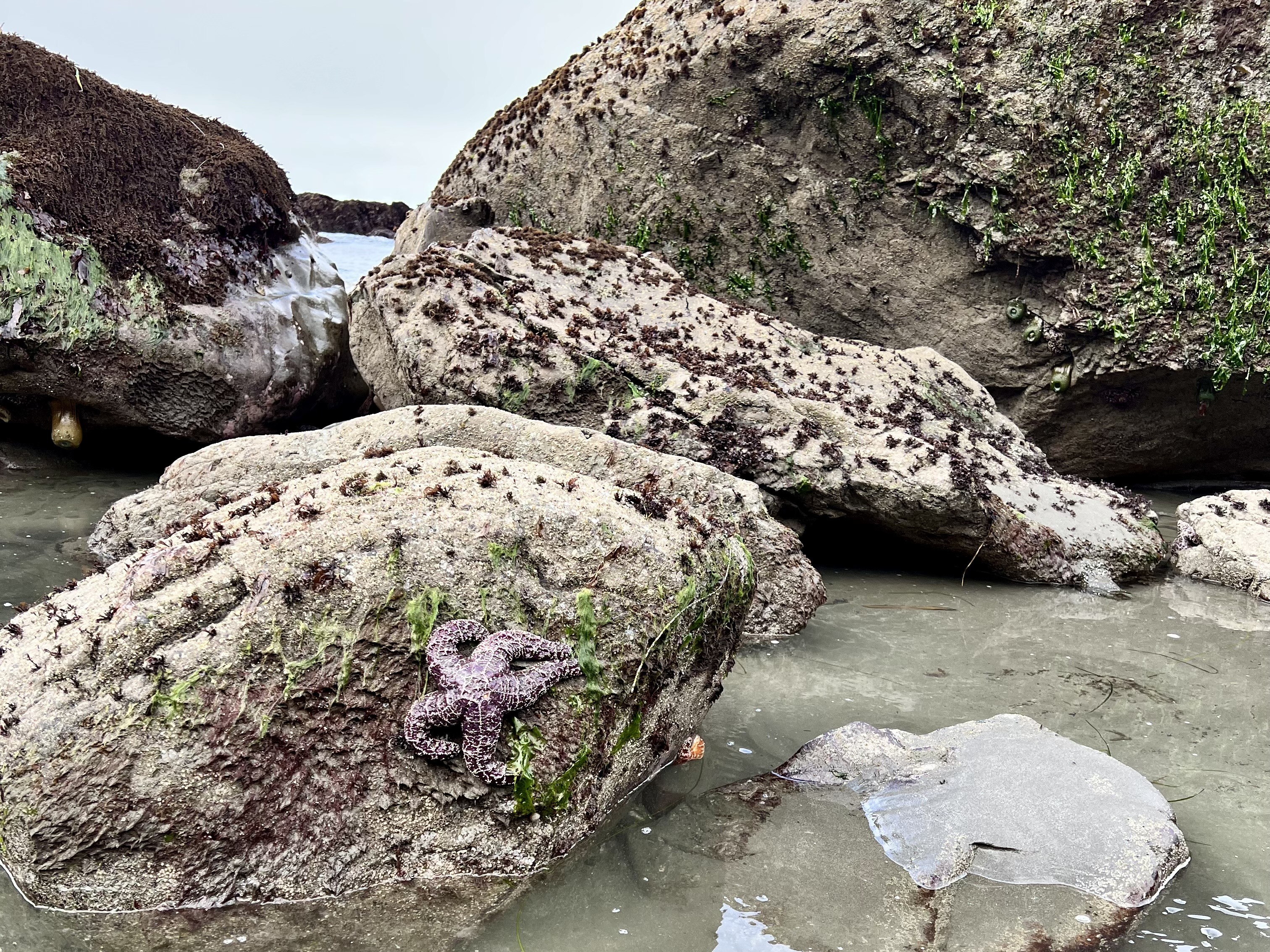 TIdepooling along beach hike in Olympic National Park