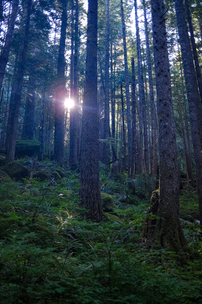 Forest Switchbacks on the Mount Dickerman Trail in North Cascades