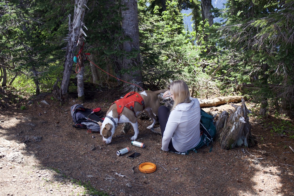 Dog Friendly Mount Dickerman Trail