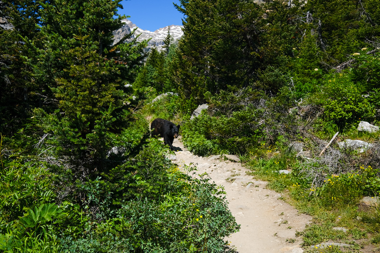 Black Bear on trail in Grand Tetons National Park