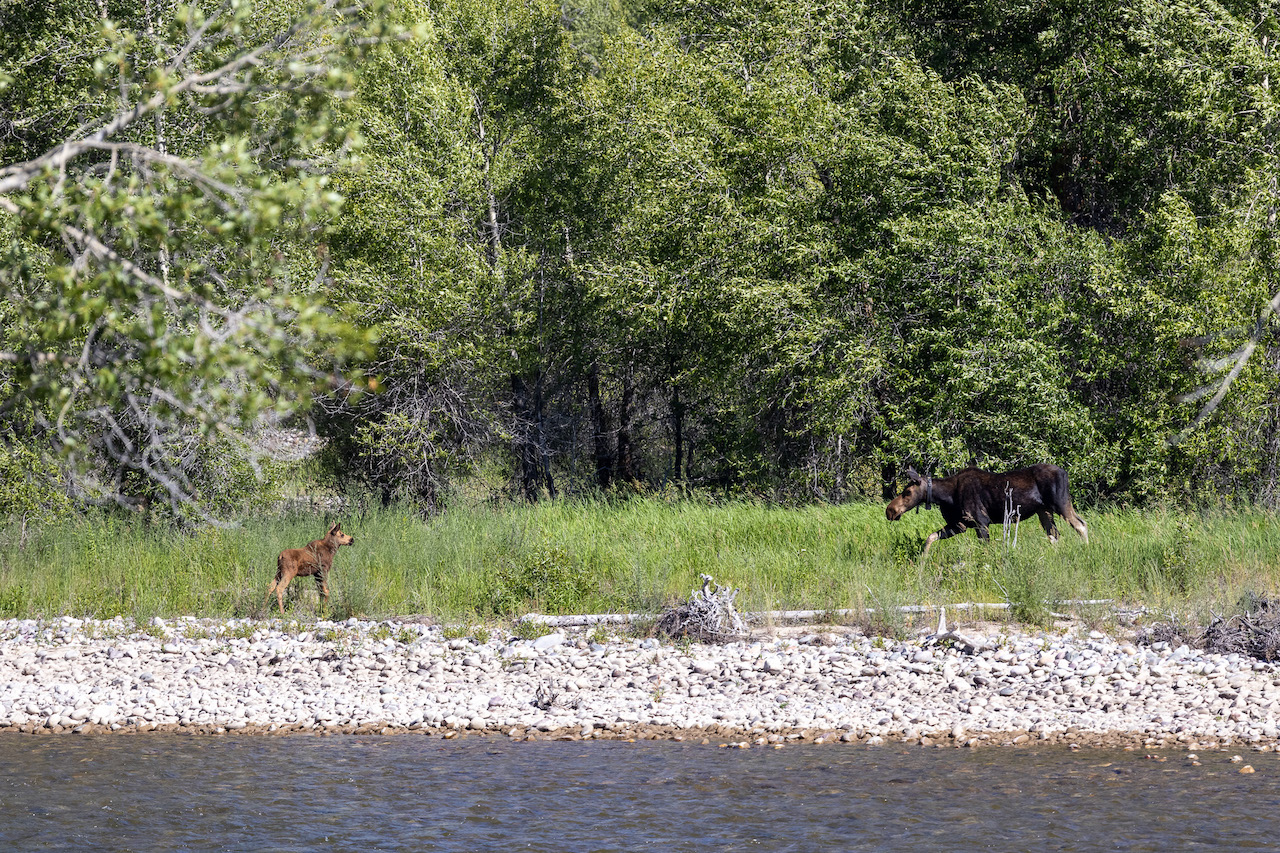 Moose and Calf in Grand Tetons