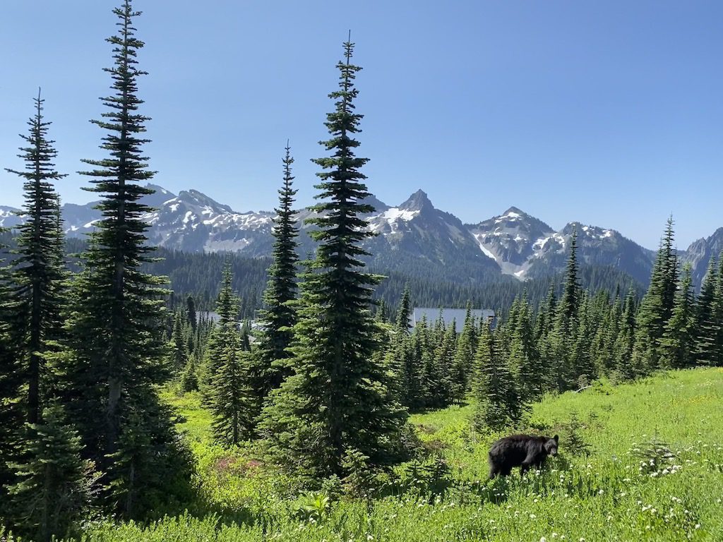 Small black bear at a hiking trail with mountains in the background