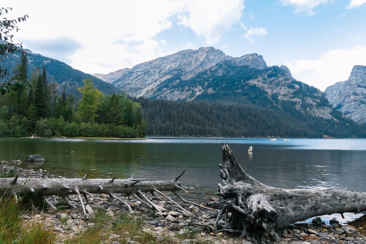 Phelps Lake in Grand Tetons with fallen trees and placid water.