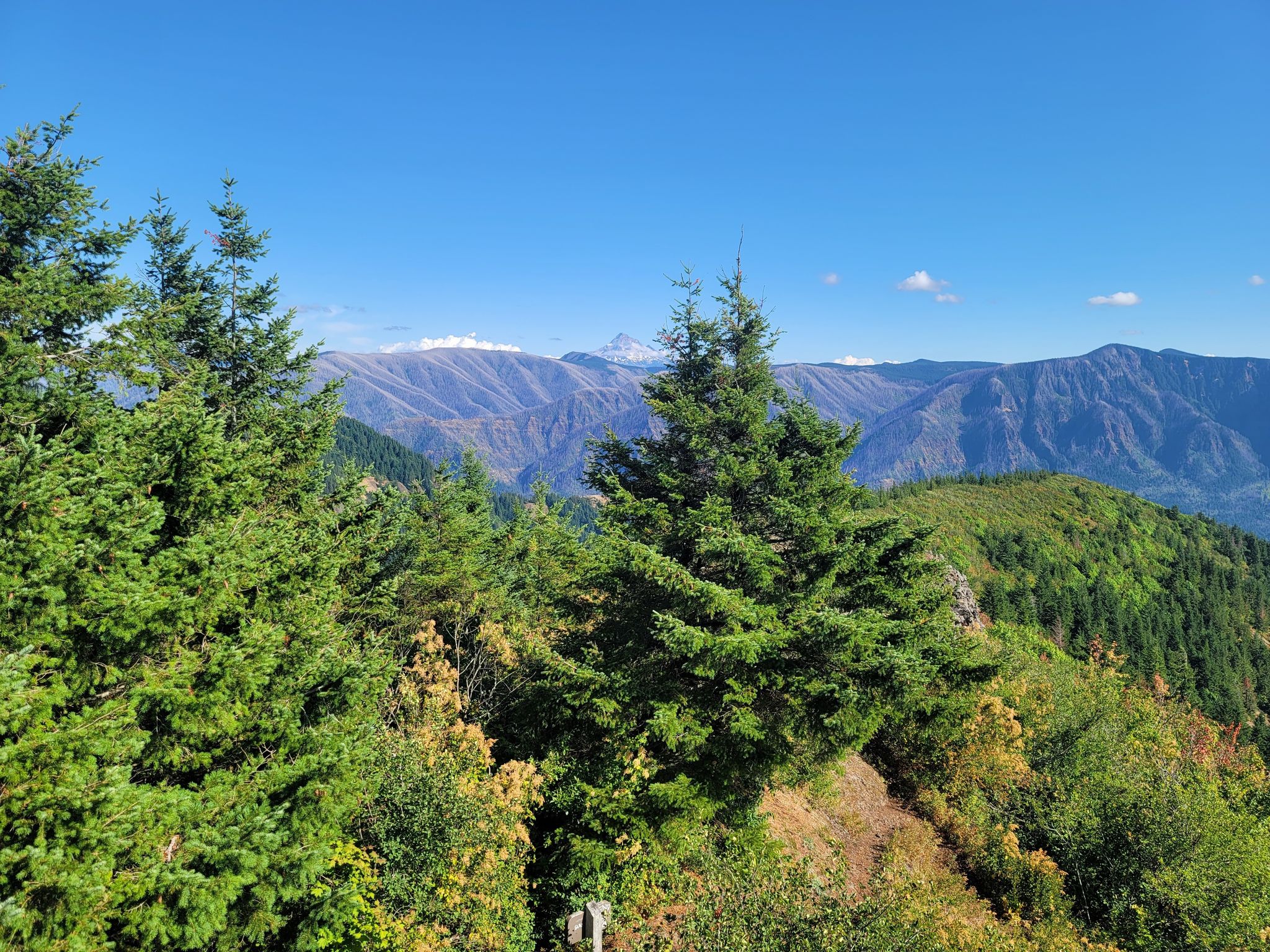Evergreen trails on the top of Hardy Ridge