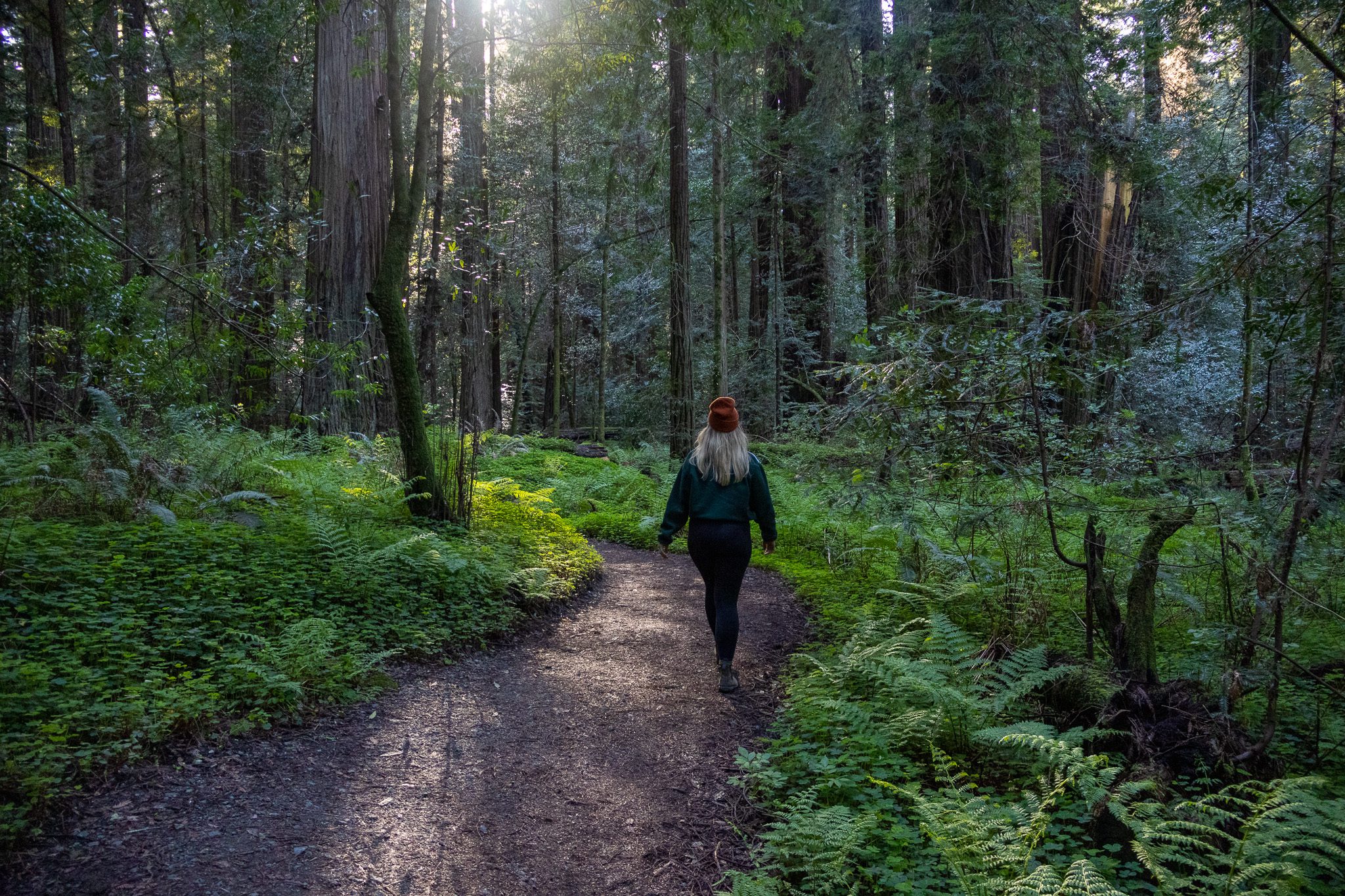 Hiking in Humboldt Redwoods State Park
