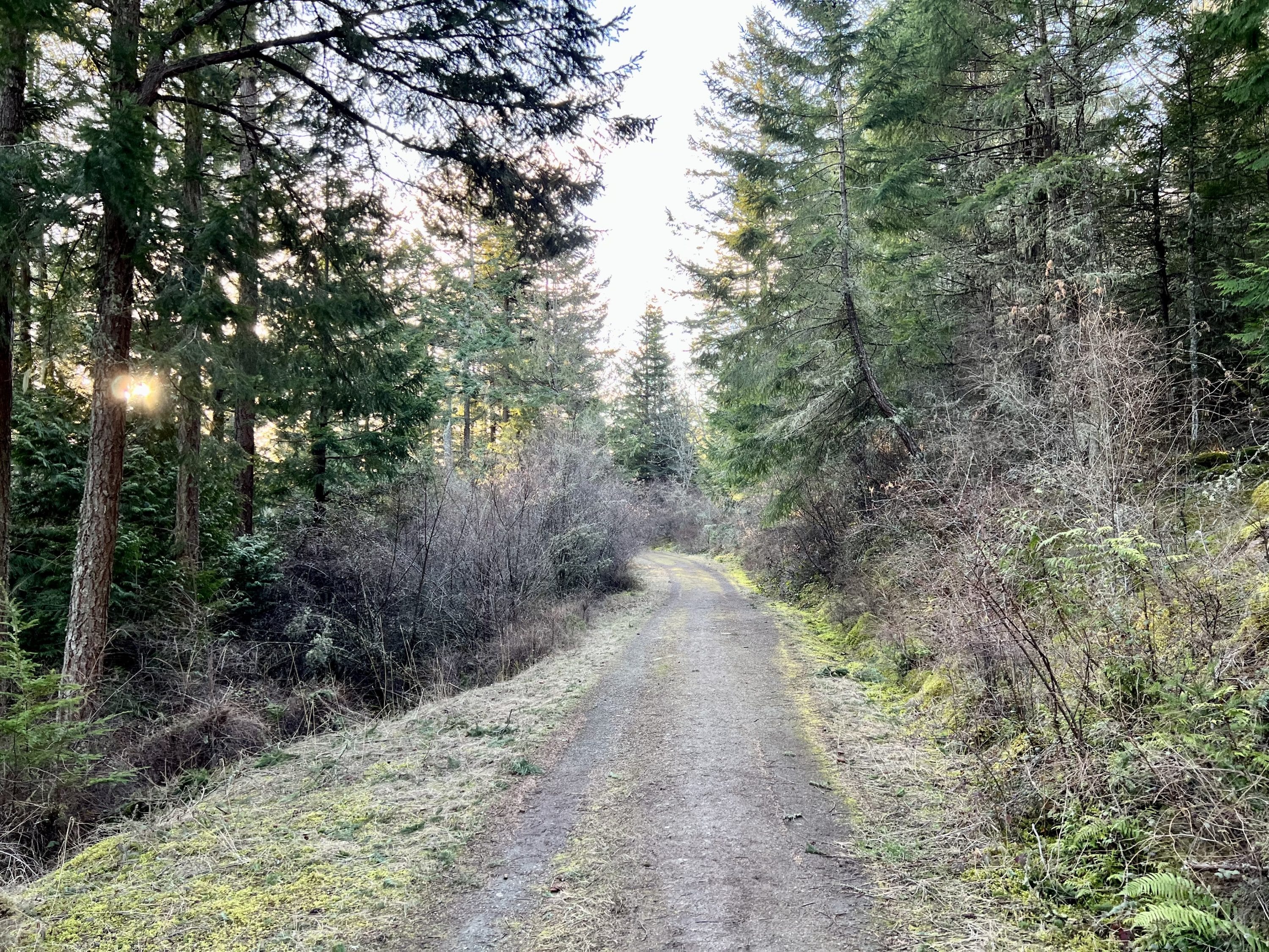 Beginning of a trail surrounded by trees