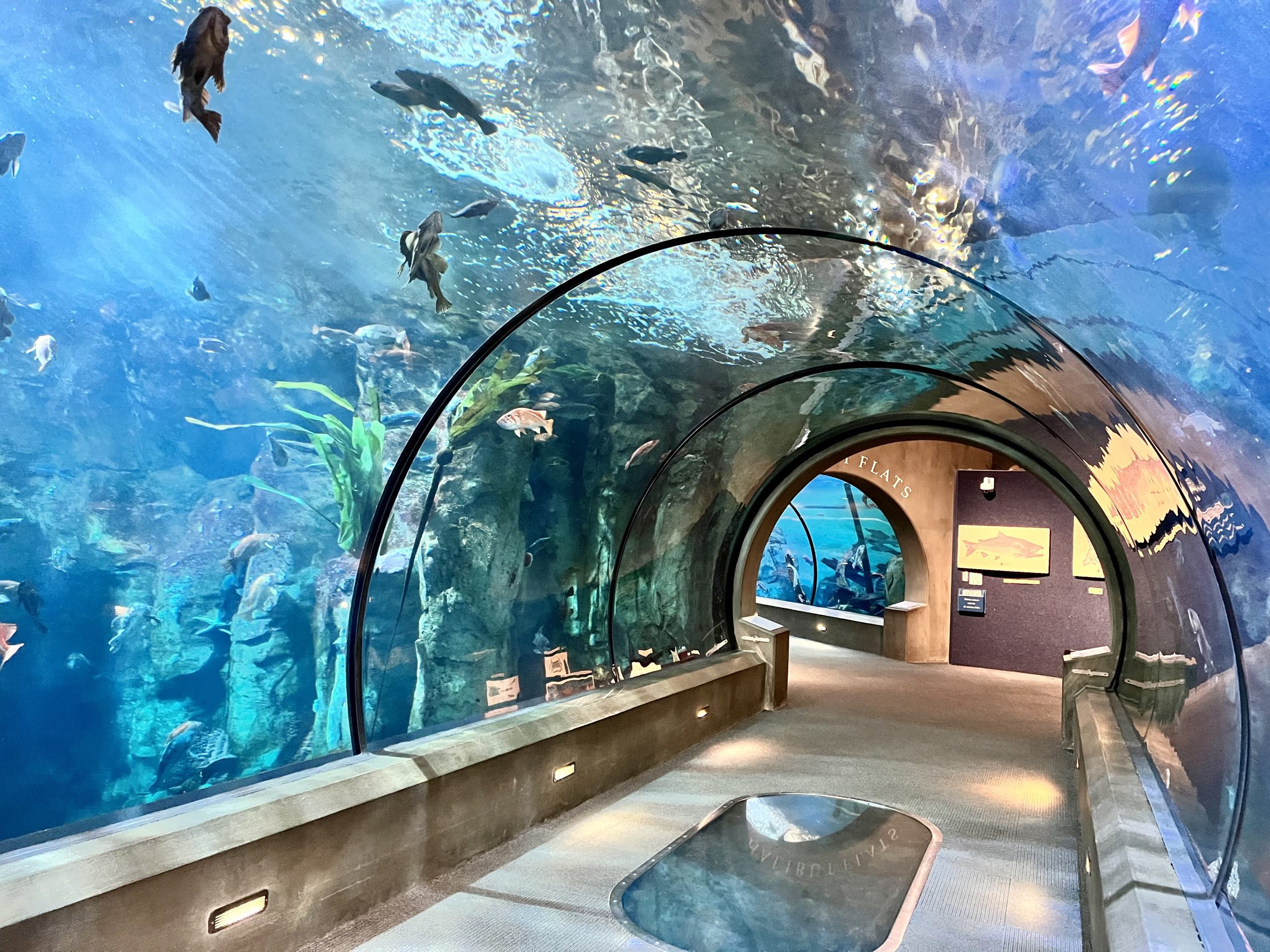 Views inside the aquarium on coastal road trip