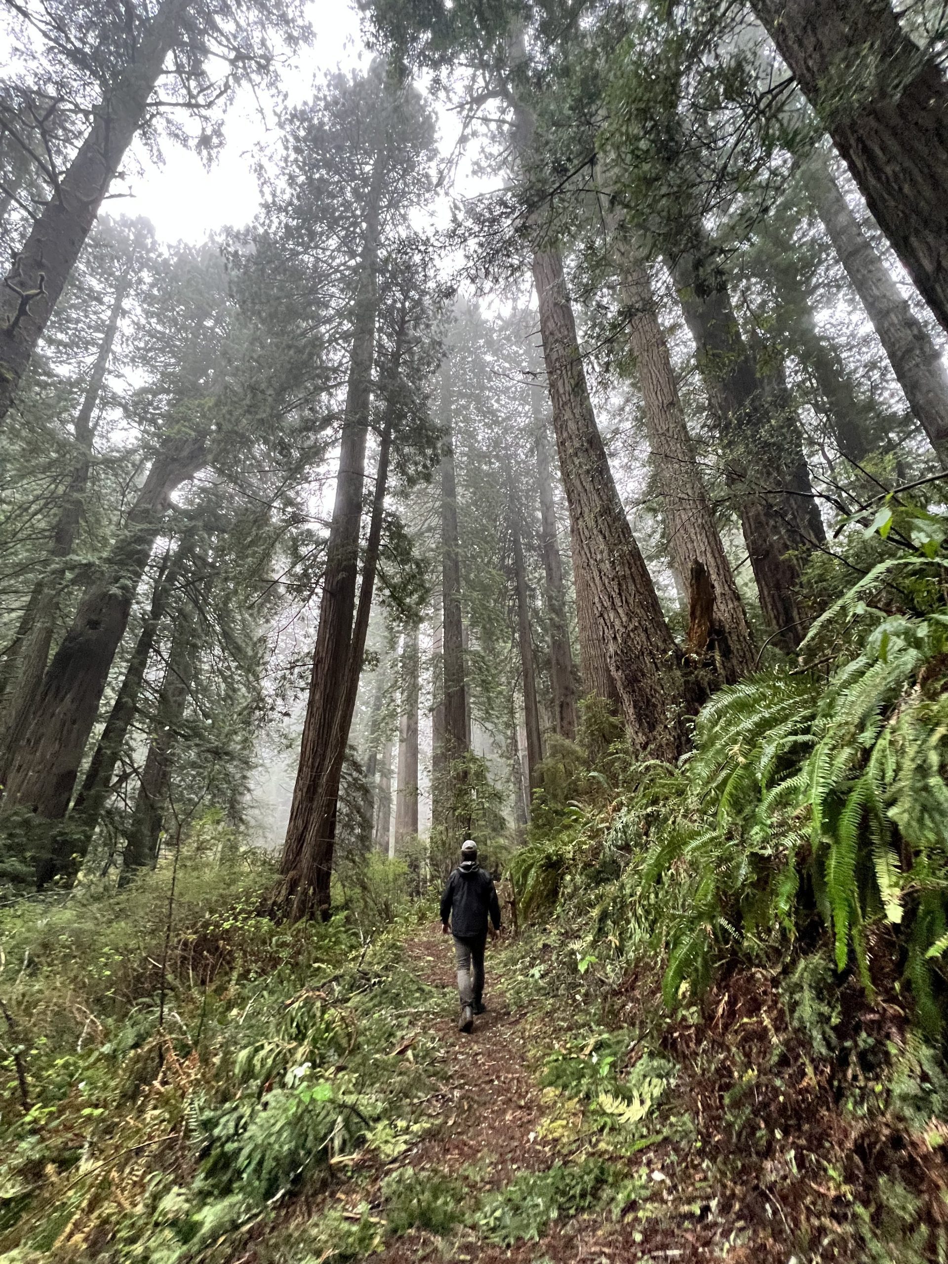 Forest Section of Gold Bluffs Beach trail in Redwood National Park