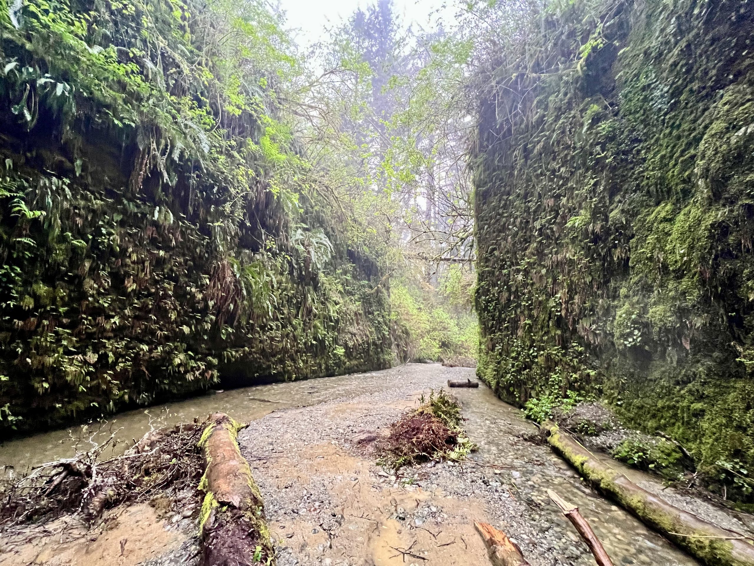 Fern Canyon in Redwood National Park is a must do hike