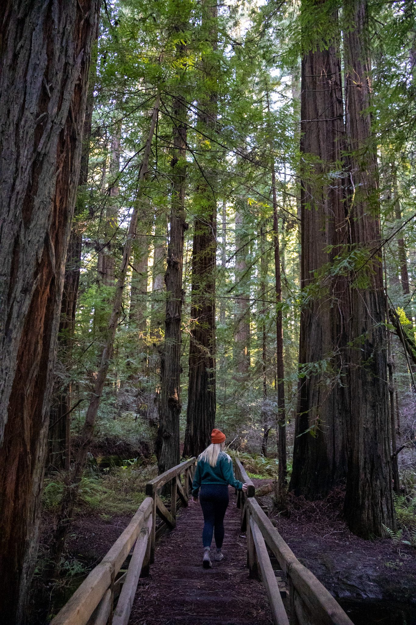 Hiking the Founders Grove Trail in Redwoods State Park California on Road Trip