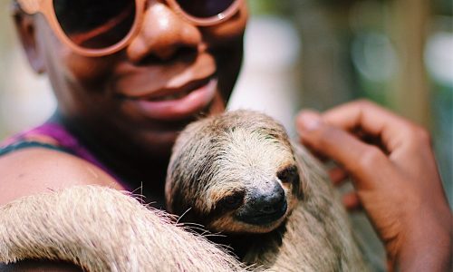 Sloth Roatan
