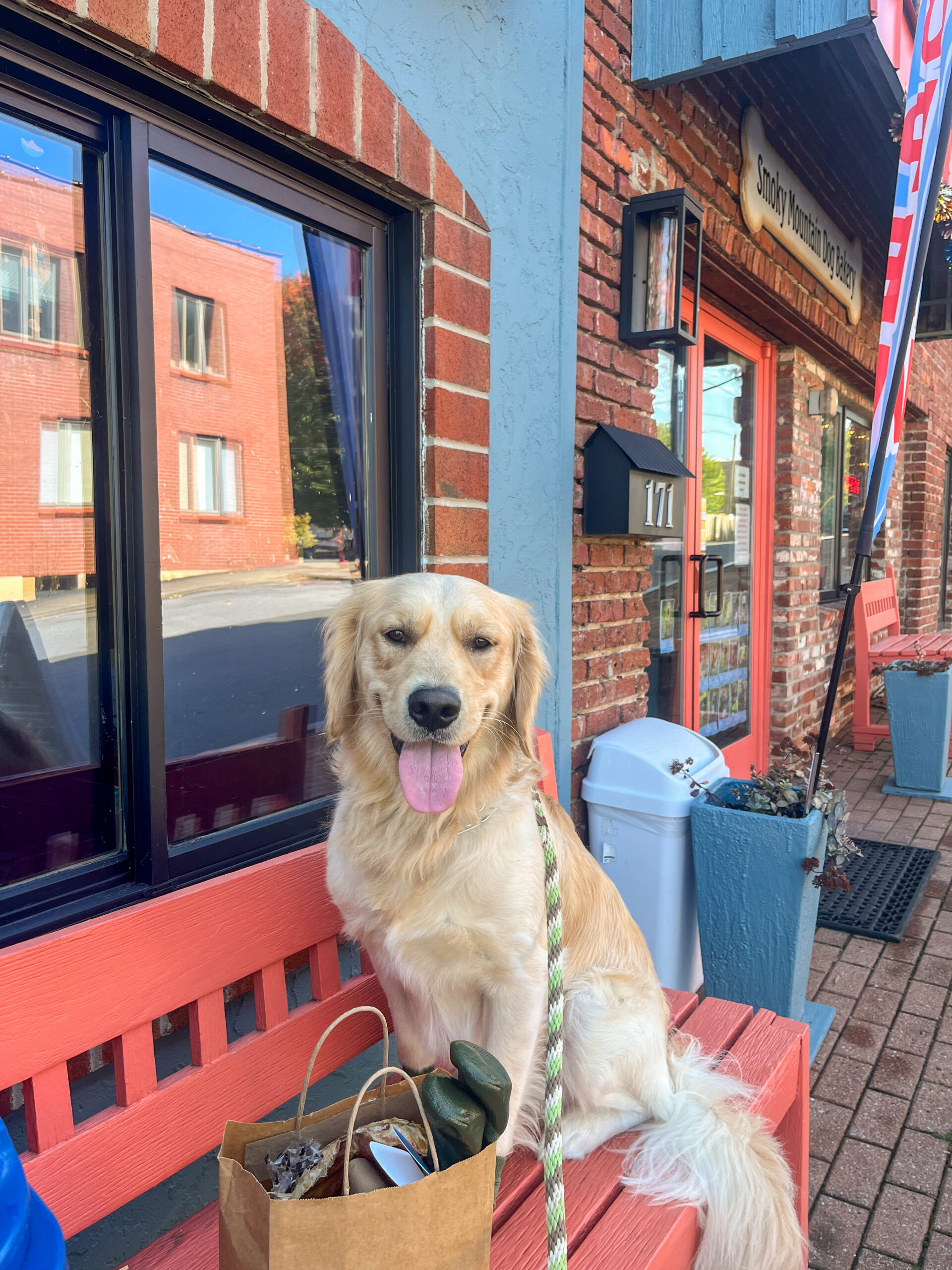 3 Best Spots to Take Your Dog in Waynesville North Carolina