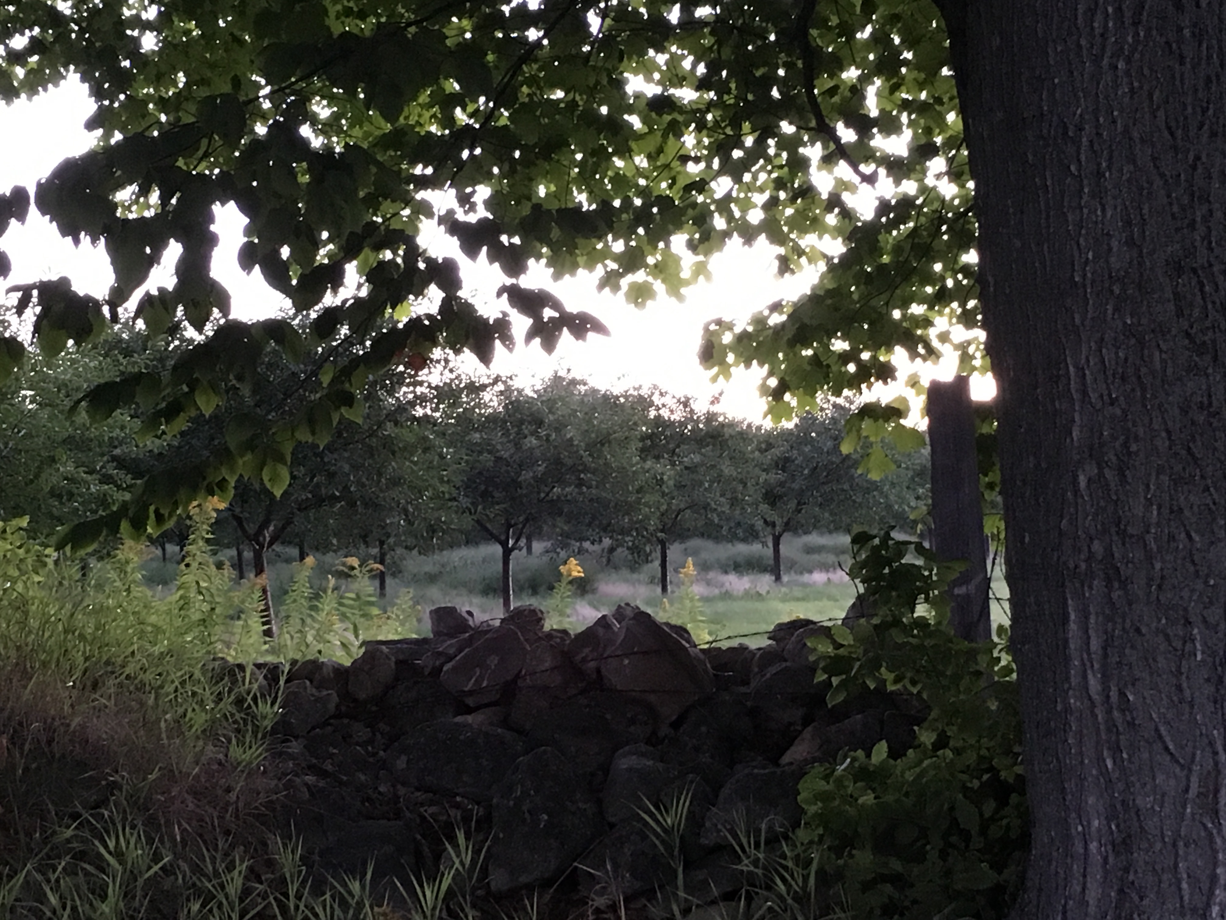 Stone wall & orchard behind