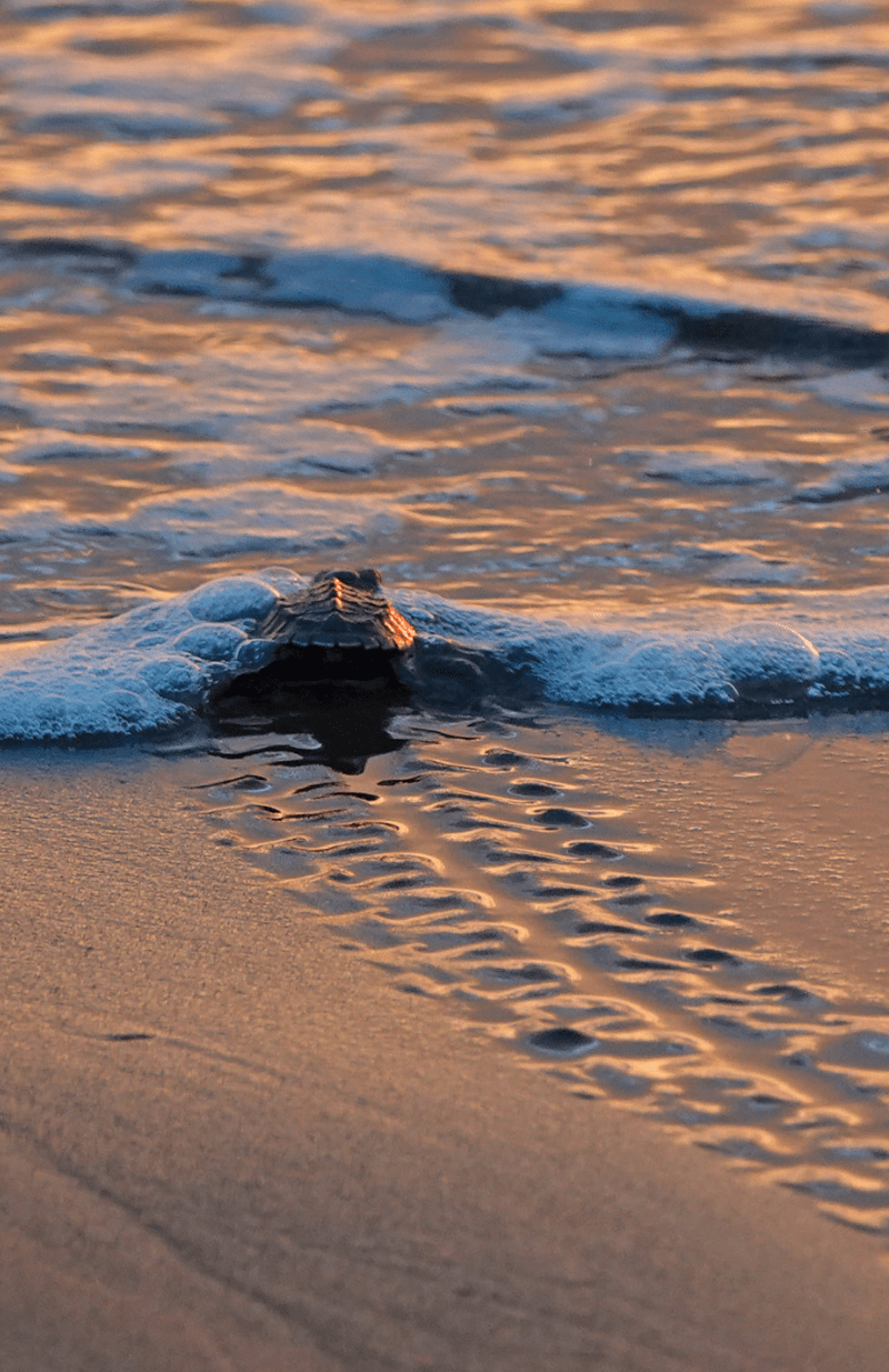 single baby turtle going to the ocean for the first time
