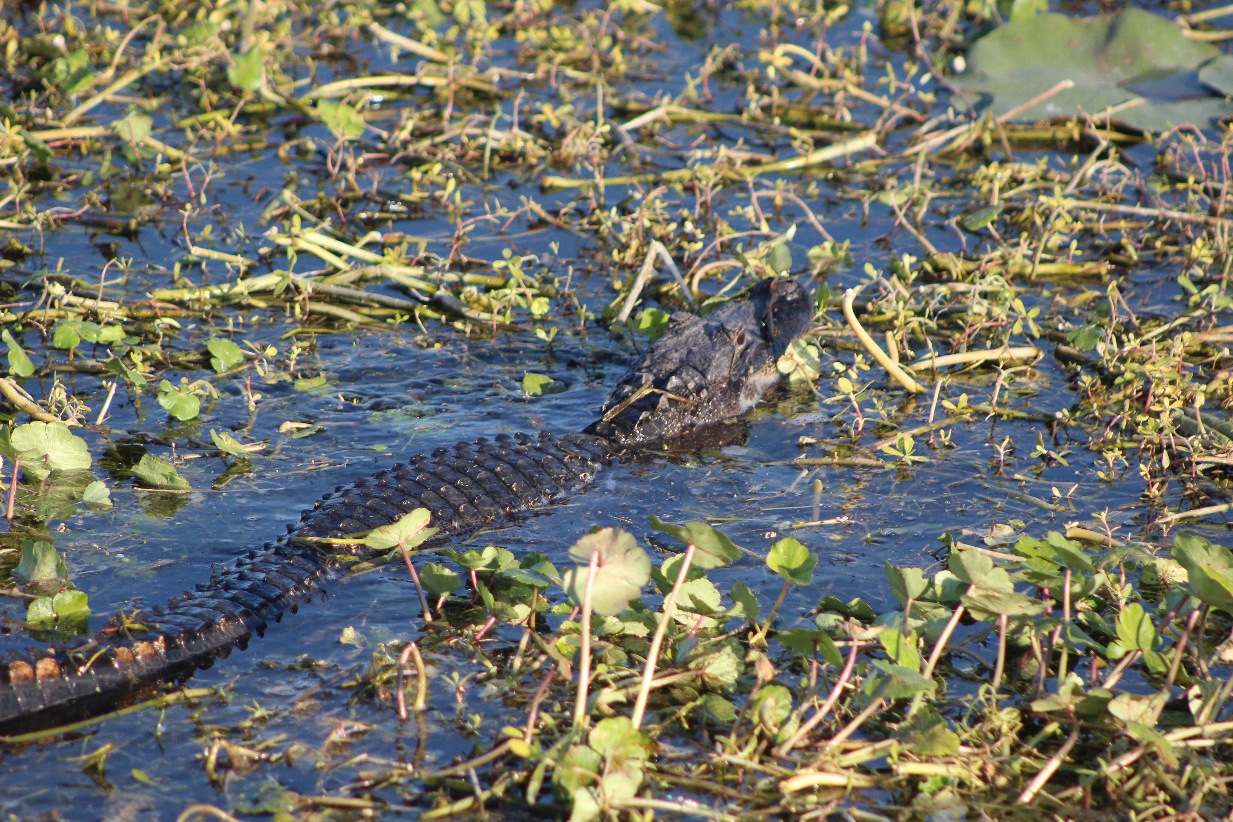 Florida alligator spotted in the Sweetwater Wetlands Park. Photo by Allison Jones