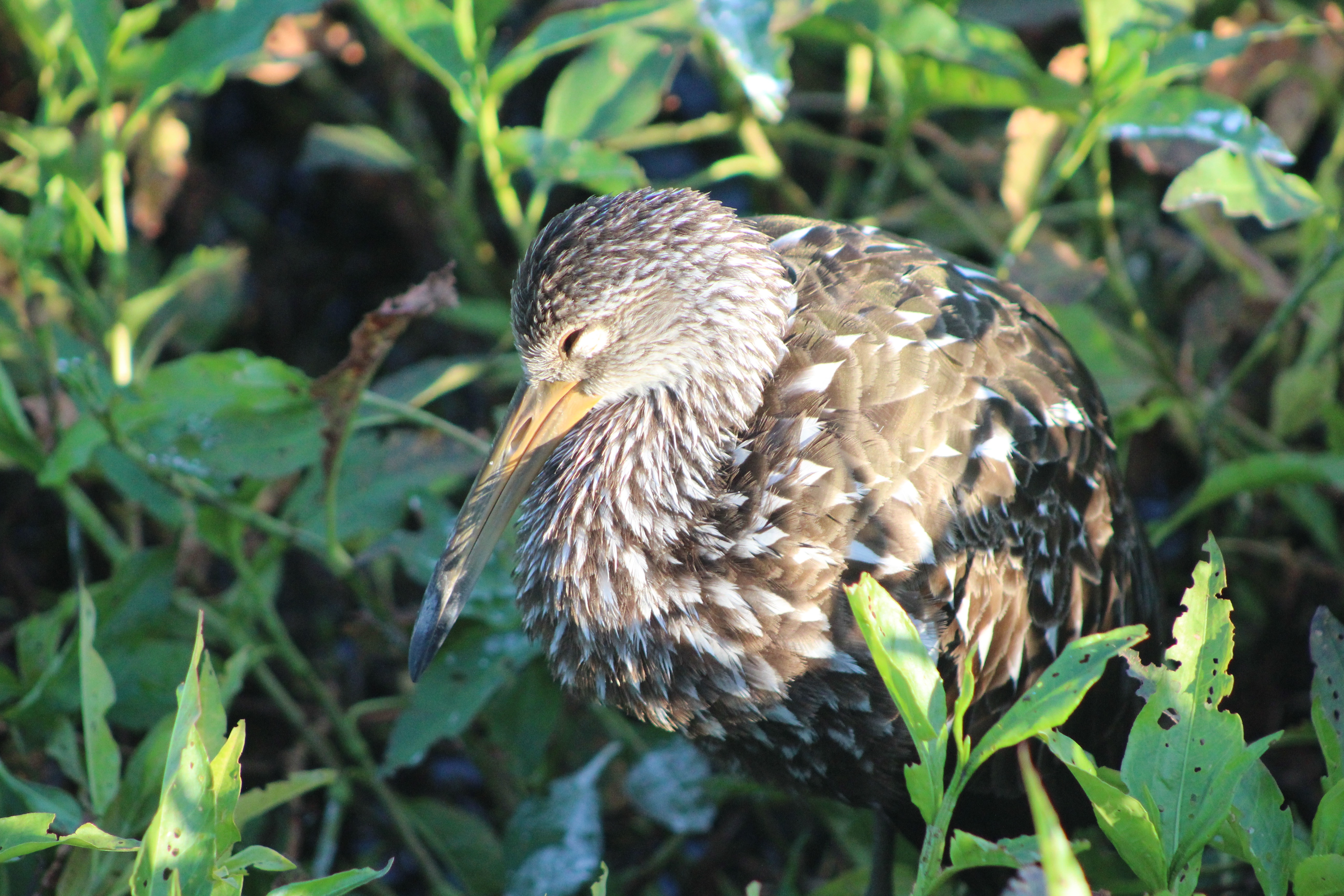 Limpkin in the Sweetwater Wetlands Park. Photo by Allison Jones
