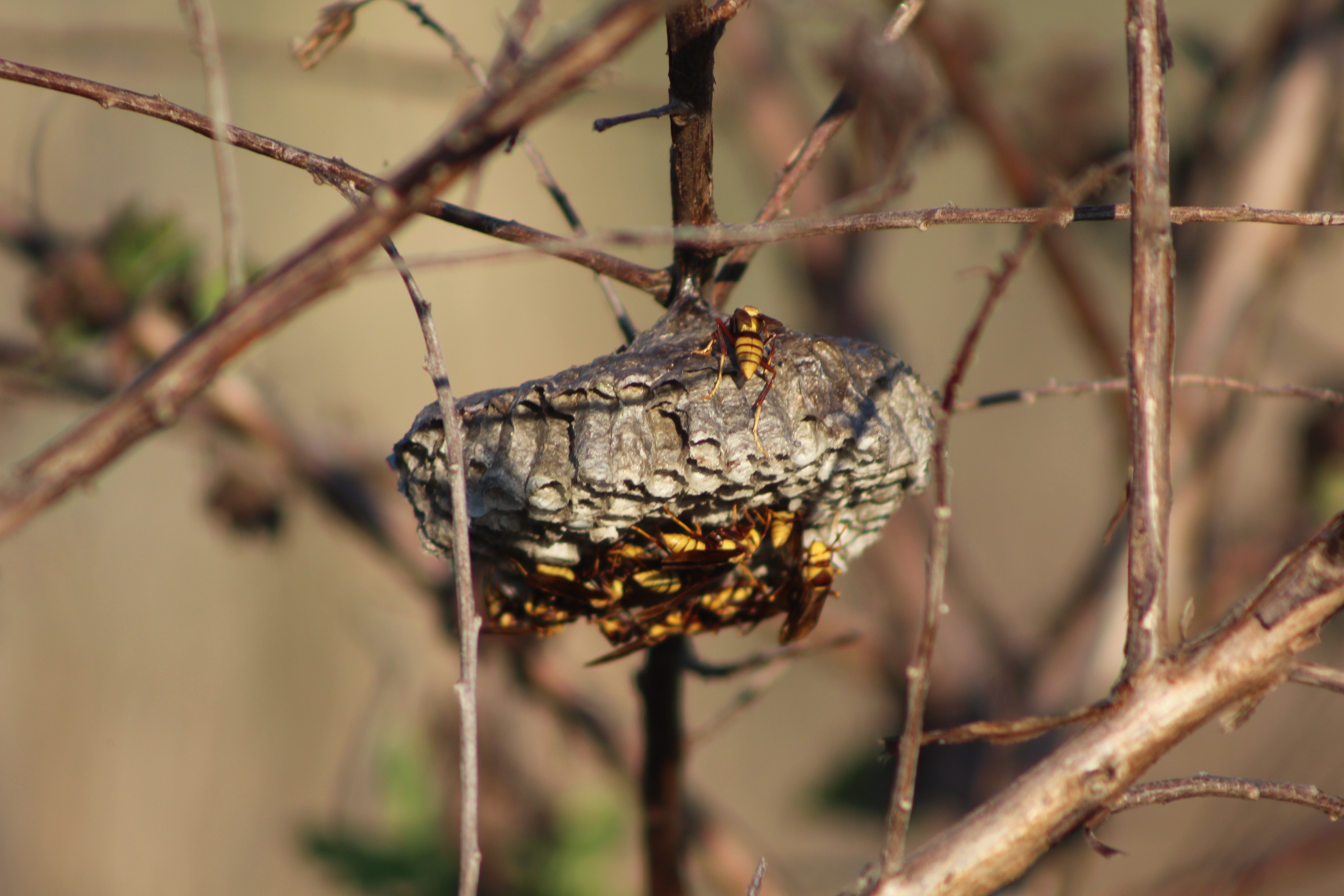 Hornet nest at Sweetwater Wetlands Park. Photo by Allison Jones