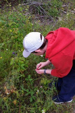 Picking wild raspberries.