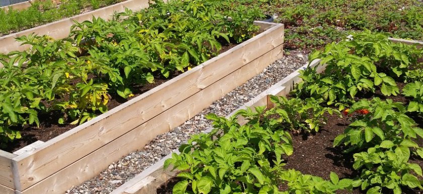 How to grow and store potatoes