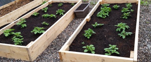 Growing potatoes