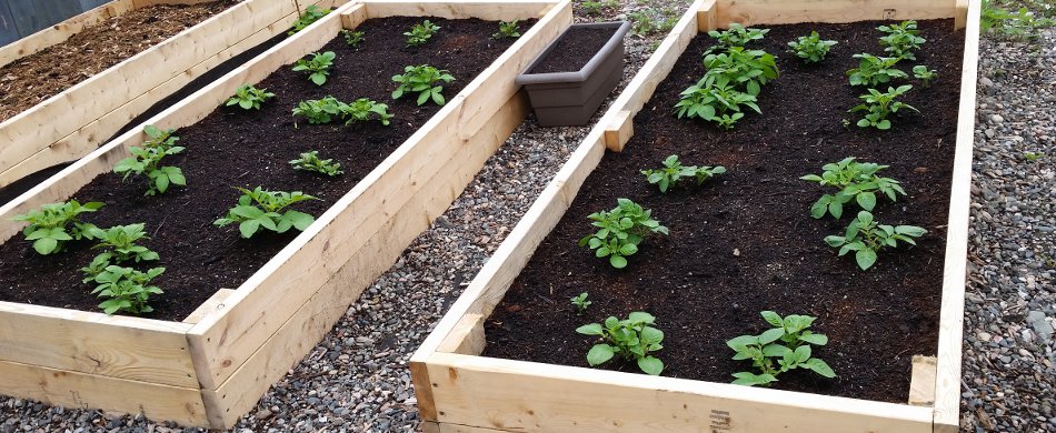 Growing potatoes