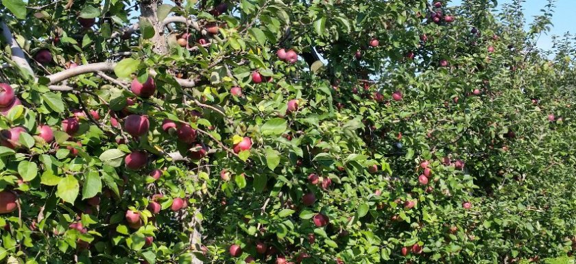 Apple orchard