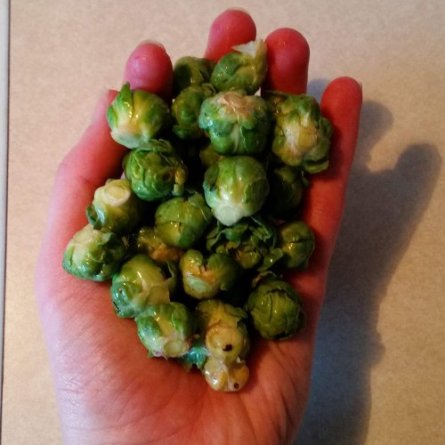 A handful of teeny tiny Brussel sprouts.