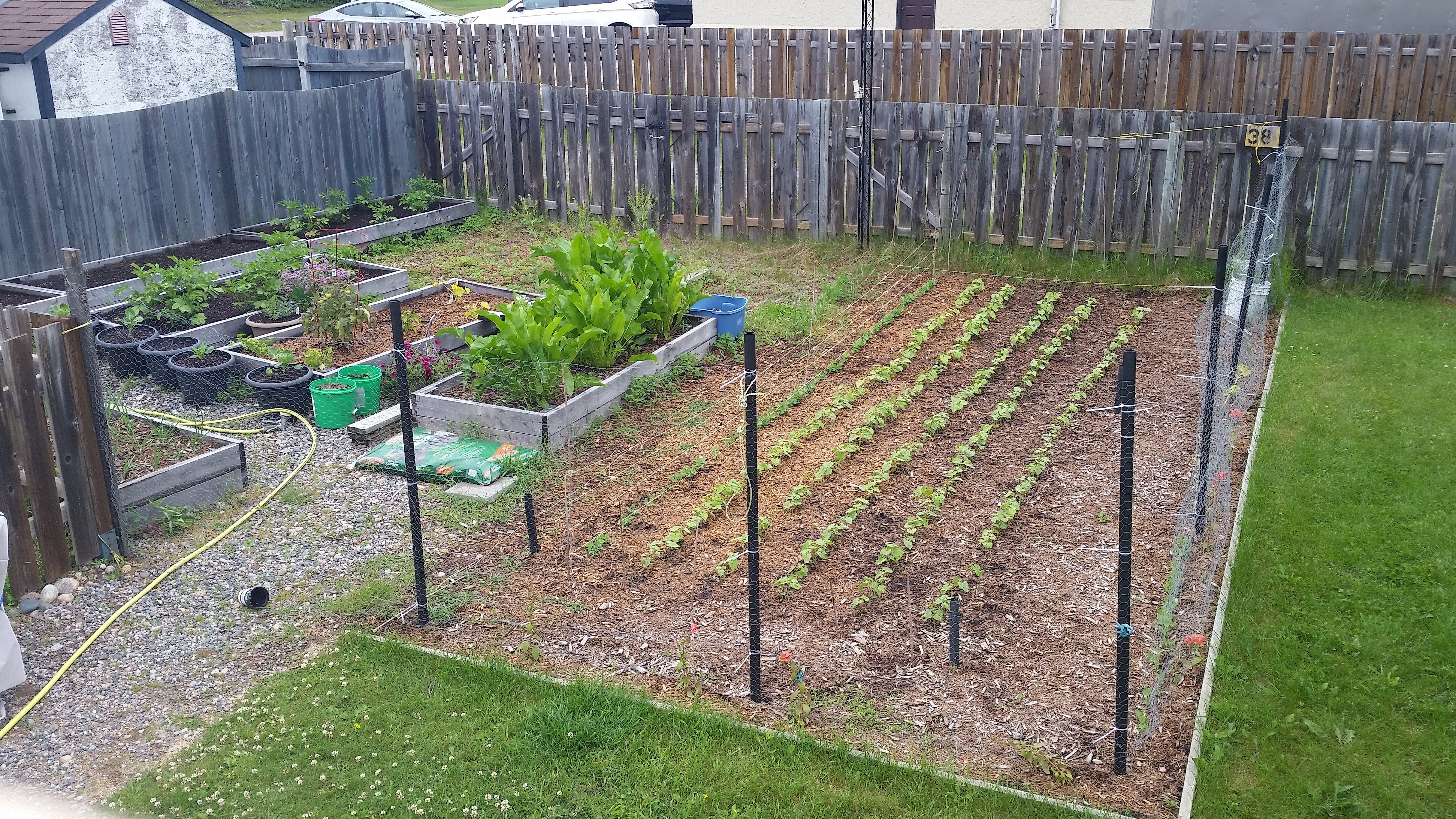 The garden in July. Finally seeing some grow.