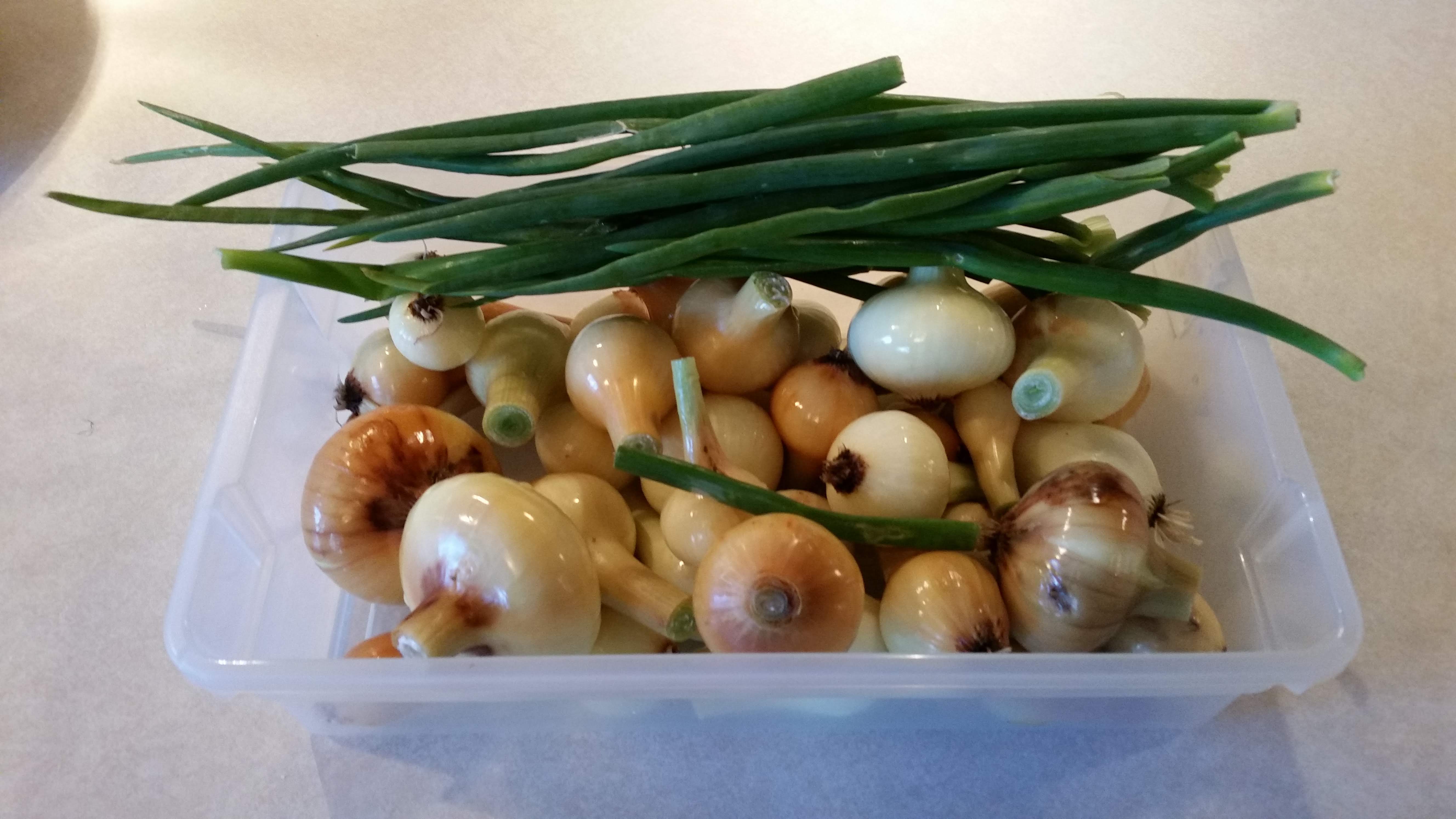 The onions before they were diced for the freezer.
