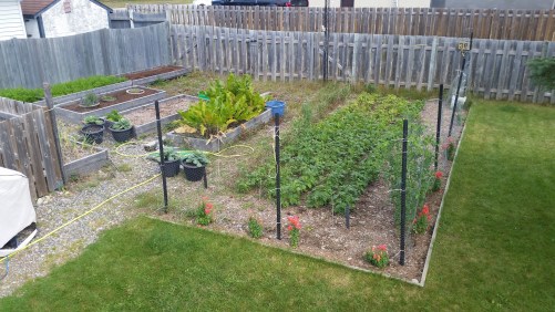 2018 garden overview: The garden in September. Some things have been harvested already, but others still need more time.