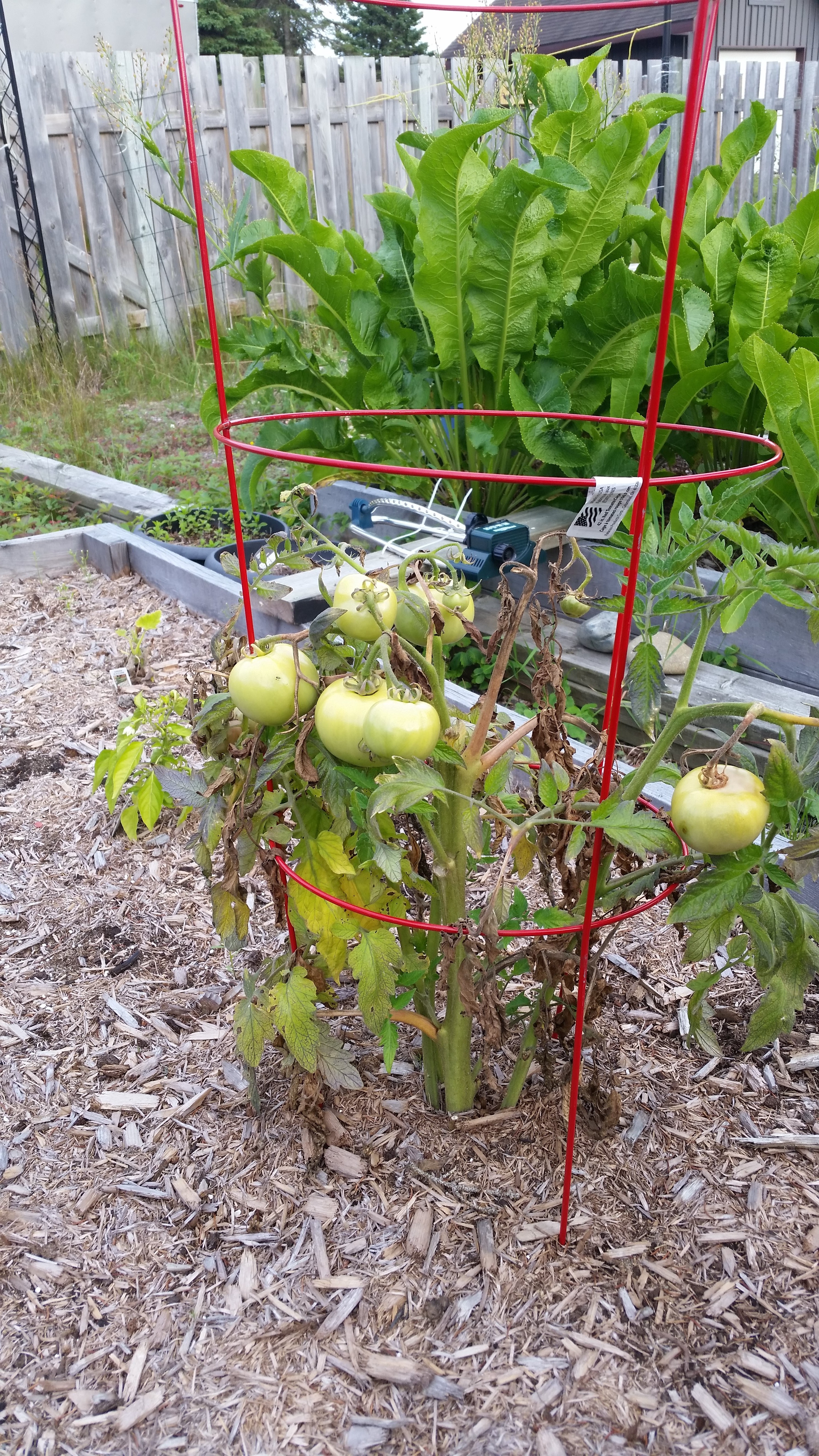 The tomato plant that got taken out by an unknown disease.