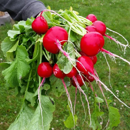 The first pickings of radishes.