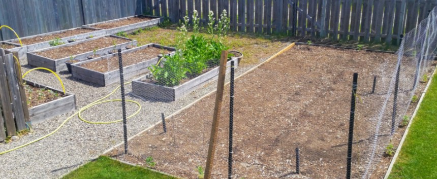 Garden update June 2019: The overall garden. Not much to see yet as most had just been seeded.