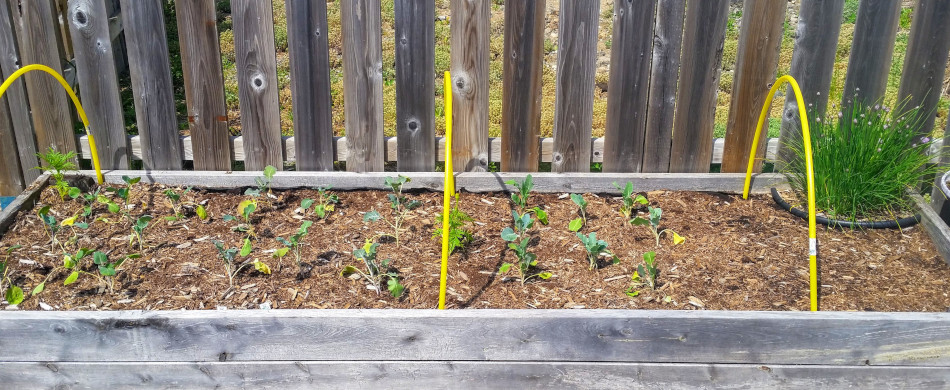 A raised bed with cauliflower, broccoli, Brussel sprouts and chives.