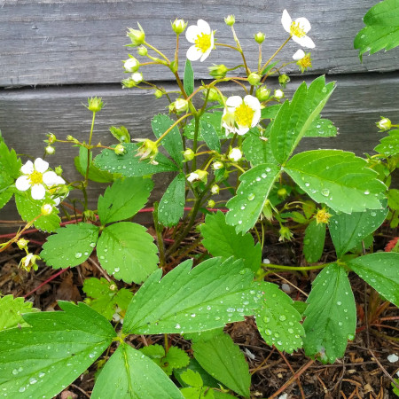 Garden update June 2019: Strawberries, starting to flower