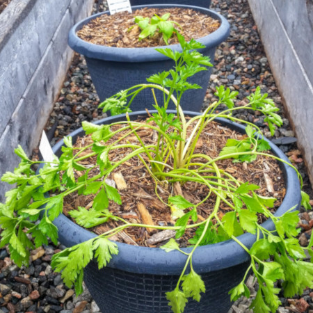 Garden update June 2019: Herbs growing in pots.