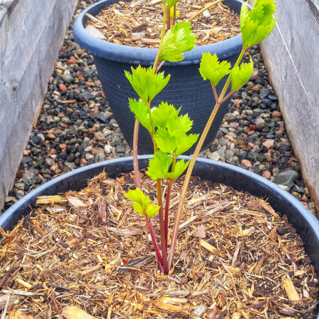 Garden update June 2019: Our experimental plant - Celeriac root.